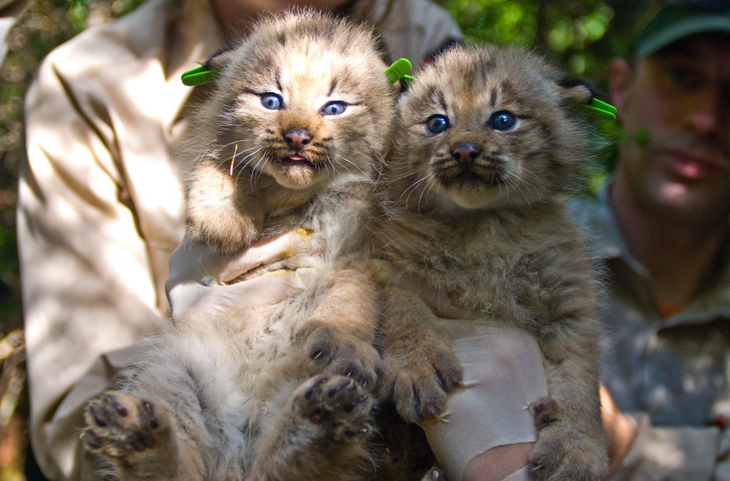 Canadian Lynx