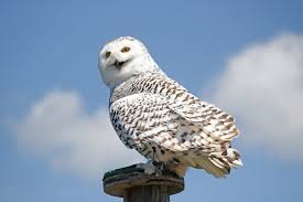 Snowy Owl